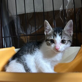 まだまだ幼い子猫！ラテちゃん