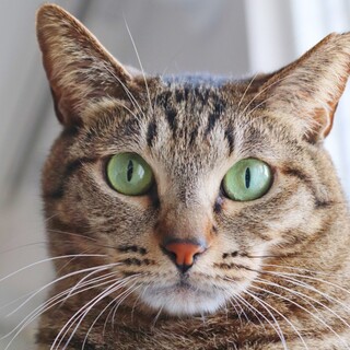 ペア希望☆お茶目なキジトラあんこ