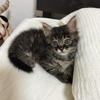 生まれて1ヶ月経ちました!黒系トラ柄子猫。オス