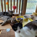 2～3歳の親猫、抱っこが大好きです。