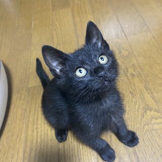 幸男と書いて「ラキヲ」。ラッキーな黒猫ラキヲ