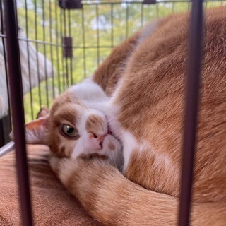 人が大好き甘えん坊のタコヤキくんです