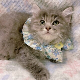 【7/2東銀座】トムくん２ヵ月♪