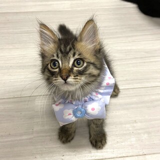 【7/2東銀座】桃太郎くん2ヵ月半♪