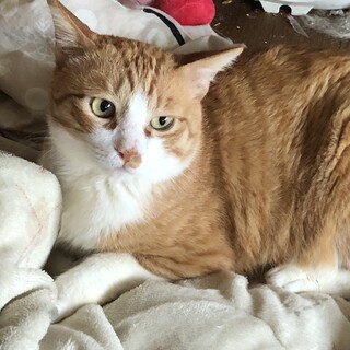 （里親様決定）茶白の大きな男の子です^ ^