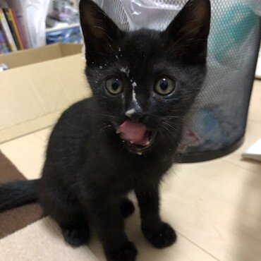 家に来てから初めてのちゅーる！大胆におねだり