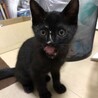 家に来てから初めてのちゅーる！大胆におねだり