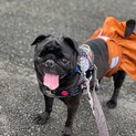 超甘えたで活発な黒パグちゃん(^^)
