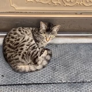 キジトラの女の子、とっても人懐っこいです！