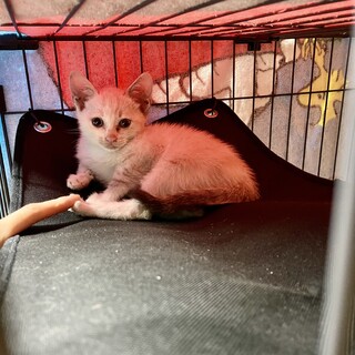 ⭐️シャム系MIX2ヶ月（推定）メス