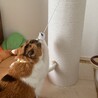 らっく