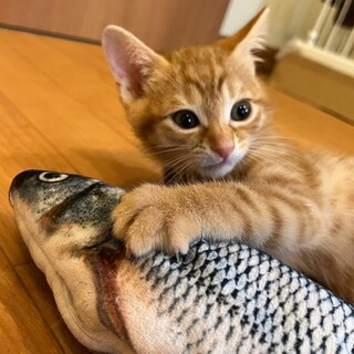 7/2西千葉ෆ⃛元気いっぱい茶色い兄弟ෆ⃛ジルくん