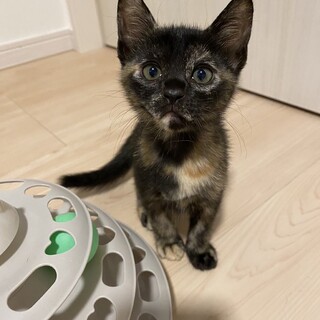 ありがとうございました★サビ猫リズちゃん