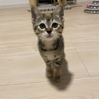 ありがとうございました★甘えん坊キジ虎アイちゃん