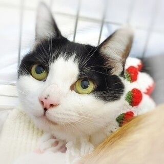 【7/2 東日本橋】心やさしい♡あくびちゃん