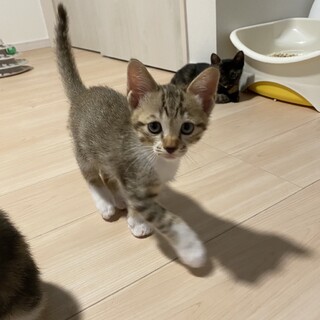 ありがとうございました★元気いっぱい雉白ルドくん