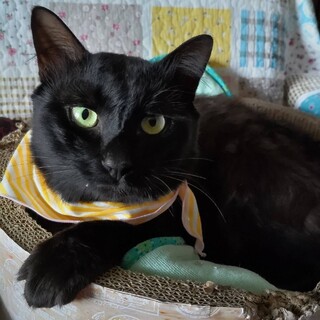 そばにピッタリ甘えん坊☆黒猫ミントくん