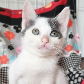 腕の中でへそ天する甘えん坊さん☆