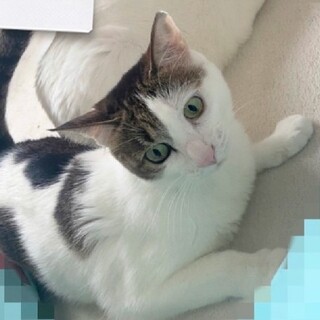 恥ずかしがりやのあまねちゃん