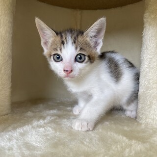 【兄弟譲渡③急募】キジ白の男の子