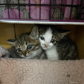 美人あやめちゃん、食いしん坊まむくん　ペアで！