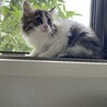 長毛の仔猫ちゃん2ヶ月がくちゃん サムネイル2