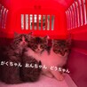 長毛の仔猫ちゃん2ヶ月がくちゃん サムネイル4