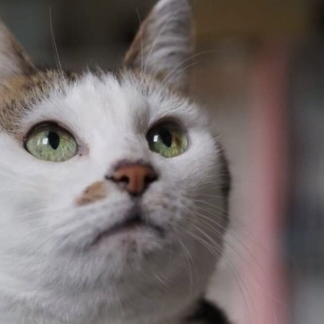 NPO法人 動物愛護団体 あわねこ保育園のカバー写真