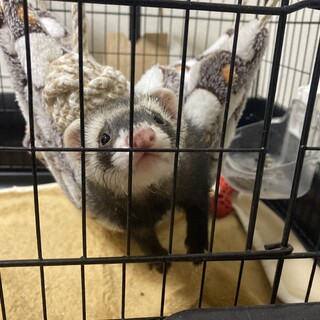 元気いっぱい男の子フェレット「ころ」です！