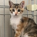 可愛いミケさん兄妹で里親募集！