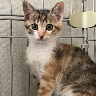 可愛いミケさん兄妹で里親募集！