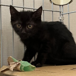 可愛い子猫兄妹の里親さん募集中