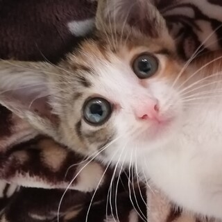 とっても可愛いチビにゃん、白三毛の小チビちゃん！