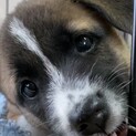 2ヶ月♀ ずっとの家族を探しています