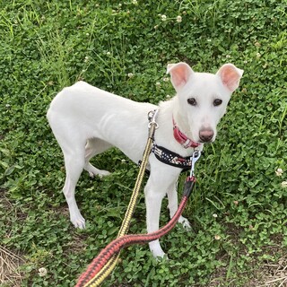 小さめの保護犬　美人なしおりちゃんを家族に！