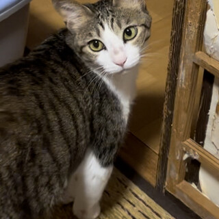 6匹の子猫を育ててひとりぽっちになった母猫