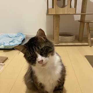 長毛ノルウェージャン風美男猫