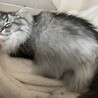 かわいいこはく