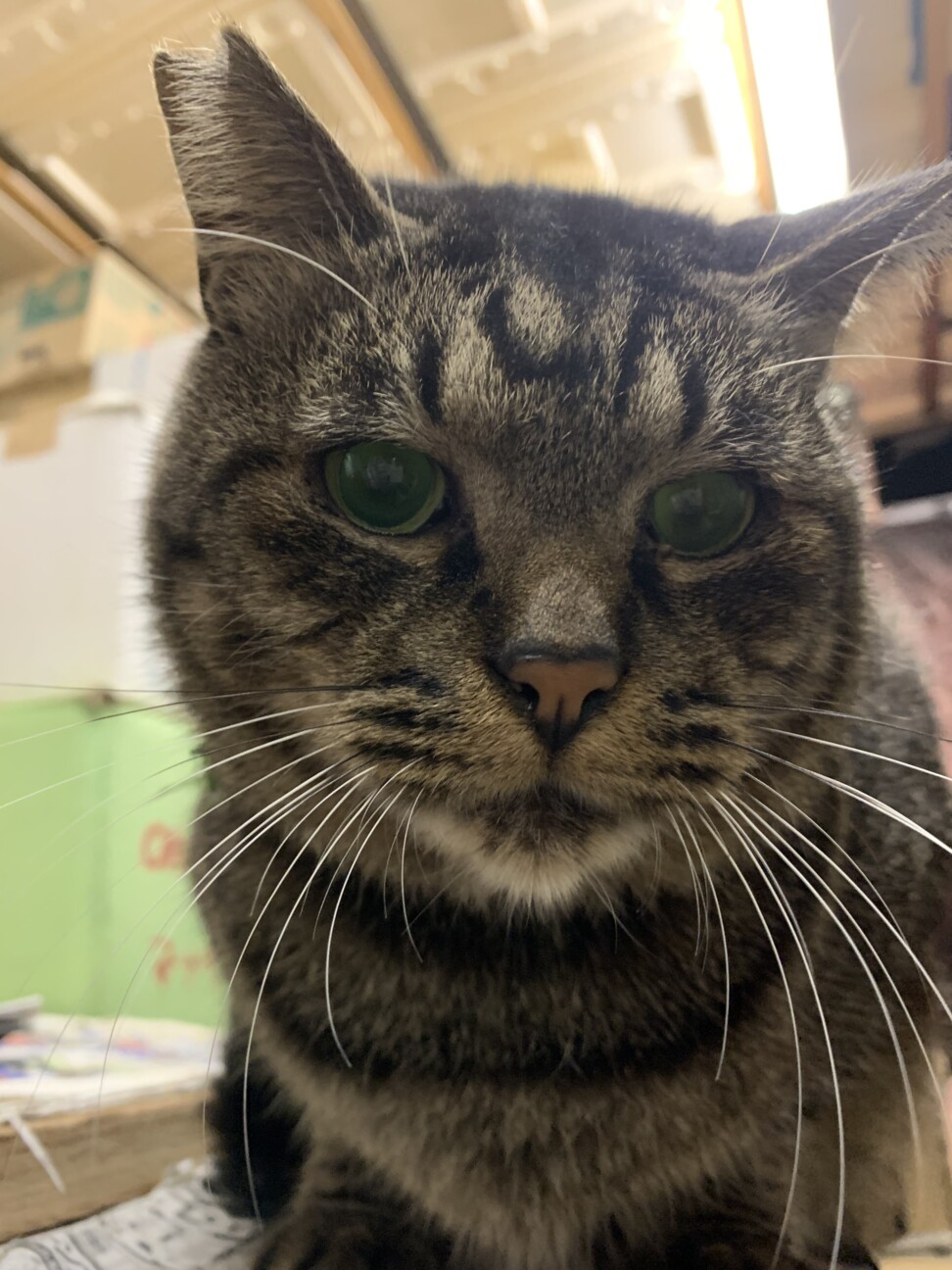 ササキ　コトラ