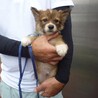 人馴れトレーニング中、子犬達です。 サムネイル2