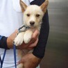 人馴れトレーニング中、子犬達です。 サムネイル3