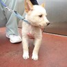 人馴れトレーニング中、子犬達です。 サムネイル4