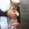 人馴れトレーニング中、子犬達です。 サムネイル5