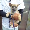 人馴れトレーニング中、子犬達です。 サムネイル6