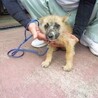 人馴れトレーニング中、子犬達です。 サムネイル7