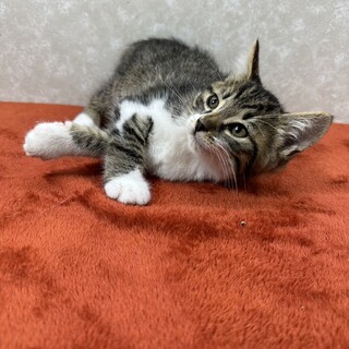 慣れているから飼いやすい！3兄弟参上❤枝豆