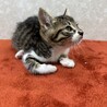慣れているから飼いやすい！3兄弟参上❤枝豆 サムネイル2