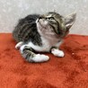 慣れているから飼いやすい！3兄弟参上❤枝豆 サムネイル3