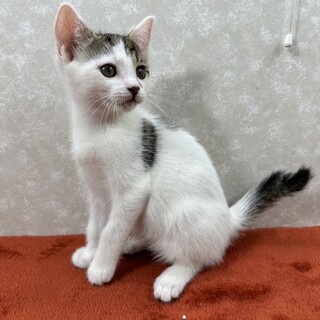 慣れているから飼いやすい！3兄弟参上❤大豆