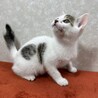 慣れているから飼いやすい！3兄弟参上❤大豆 サムネイル2